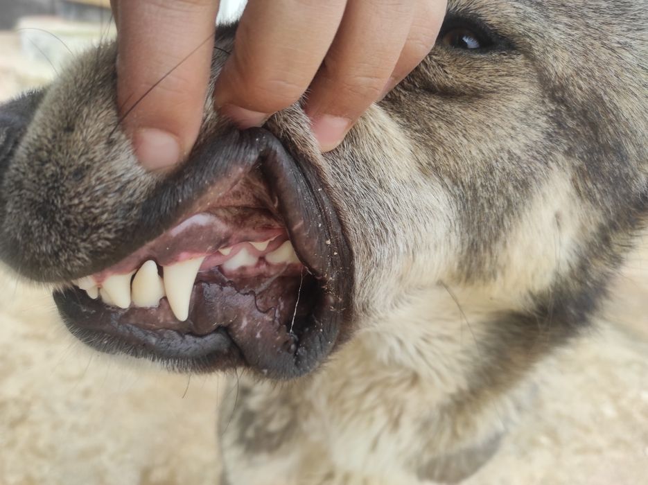 Таза Алабай сатылады