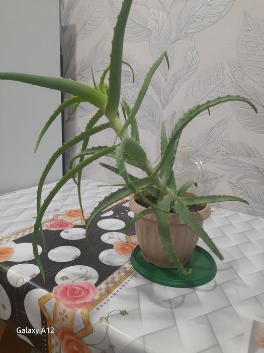 Продам алое.3 года