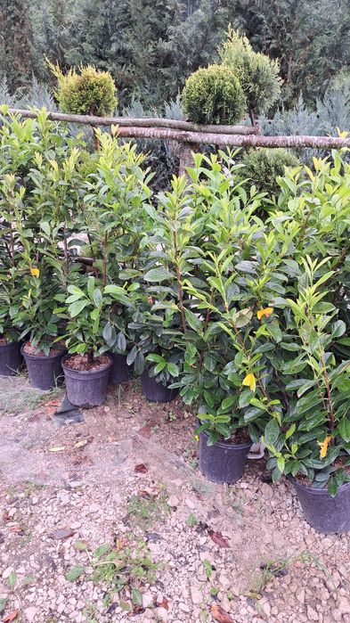 Plante decorative exemplu palmieri tuia brazi  leilandi mesteacăn