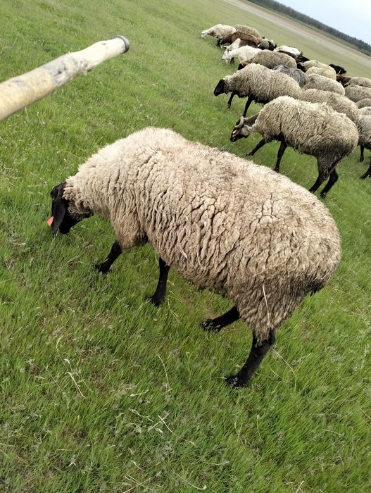 2 berbeci de vânzare,au vârsta de 2 ani și 3 ani