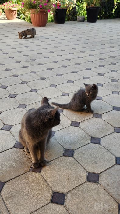Продаётся котёнок