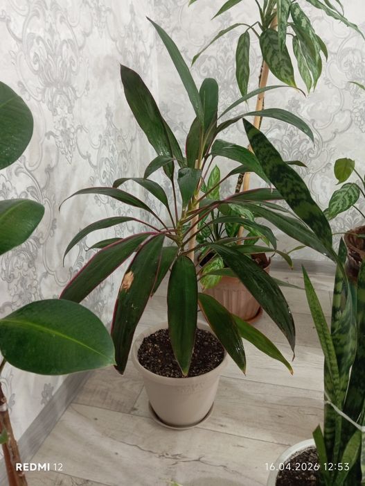 Продам комнатные цветы