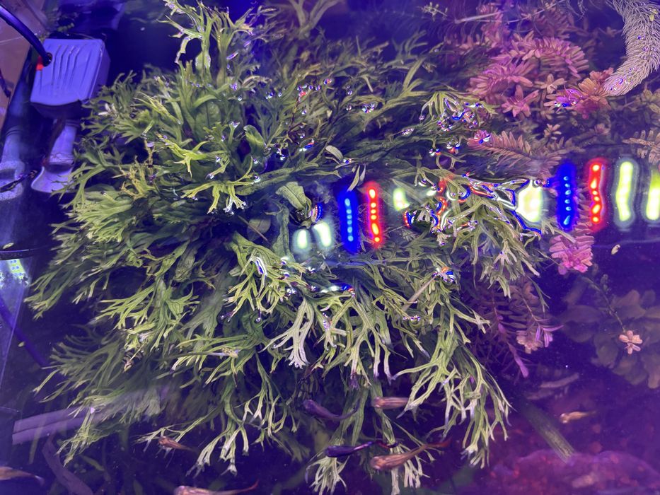 Planta acvariu Microsorum pteropus 'Windeløv'