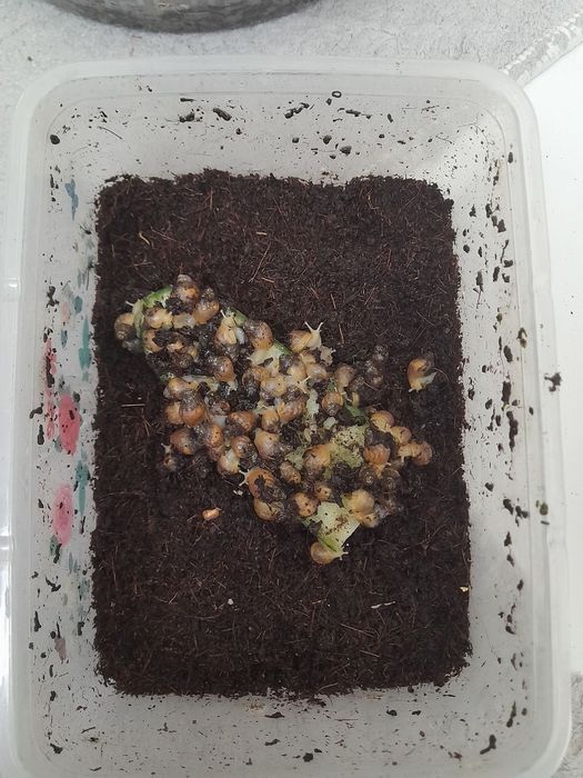 Улитка 1см сотилади