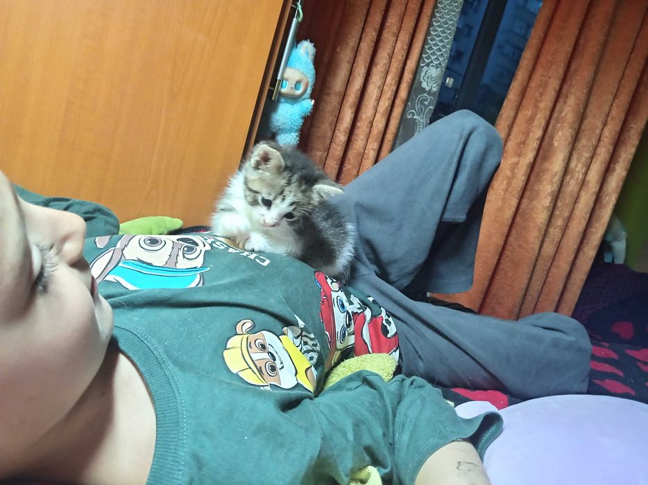 Donez pui de pisica