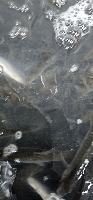 Продам живца сорожку