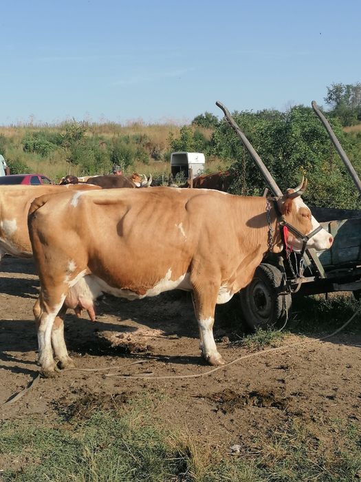 Vaci de vanzare.