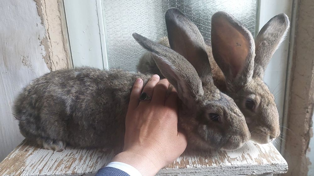 Фландр Ургочи Тошкент