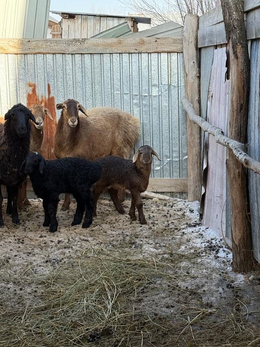 Қой қозысы мен..