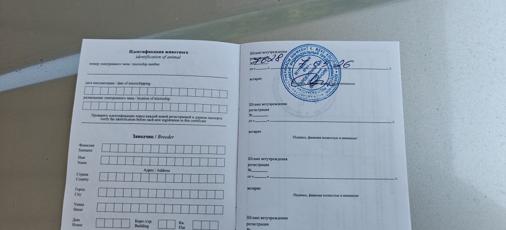 Курцхаар щенок 4 месяца