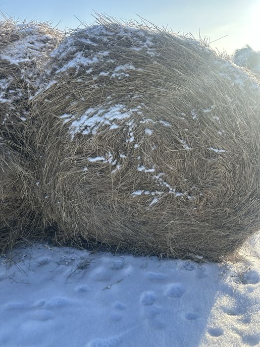 Продам сено рулоны