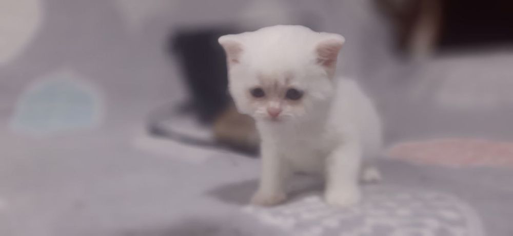 Миленькие белые котята мальчики и девочки