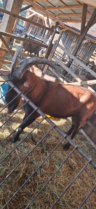 Țap de vânzare!Alpin francez!