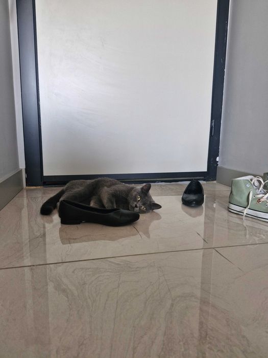 Британская порода