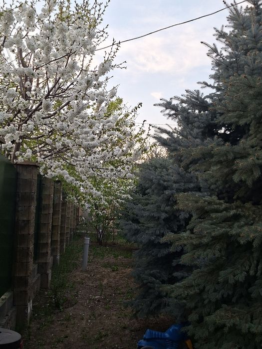 Продам елки голубые и зелёные.