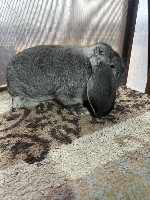 Iepuri berbec german