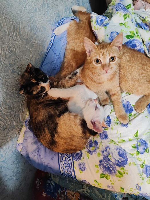 Отдам котят в добрые руки