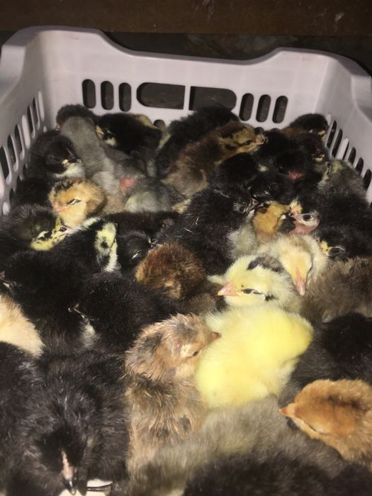 Inkubatorda jo'ja ochiramiz xar xil tuxumlardan