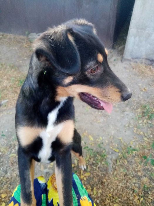 Стеризованные собаки