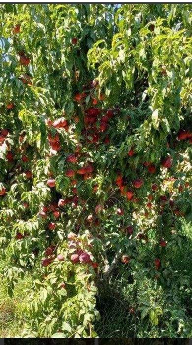 1 gektar tayyor bog'qilingan yer sotiladi