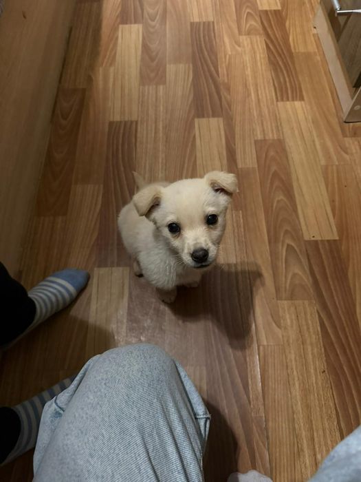 отдам щенка в добрые руки