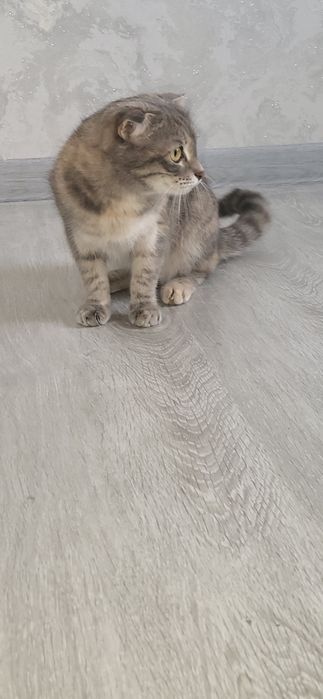 Отдам в хорошие пуки кошек