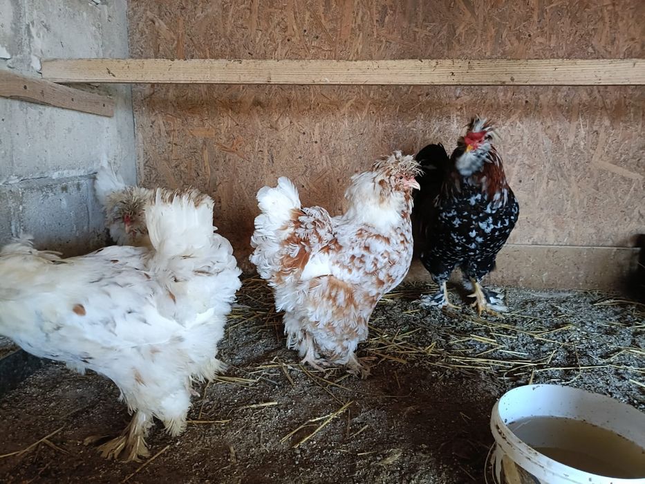 Ouă de strunski standard