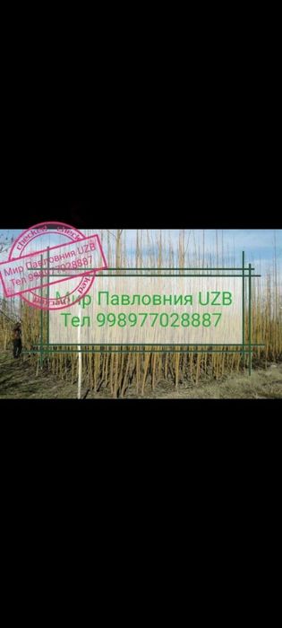 Павловния Шанг тонг