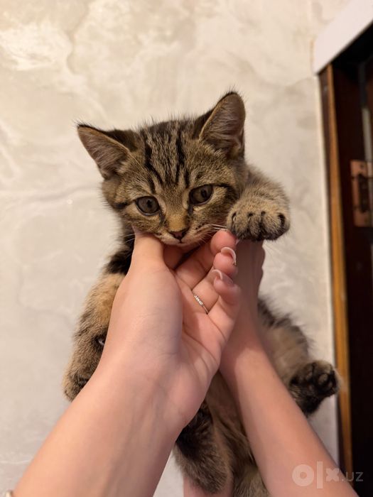 продам котят британский шиншила