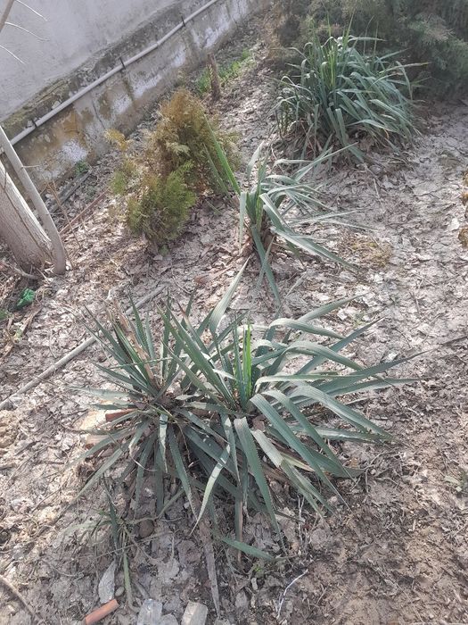 Юка декоративное растение