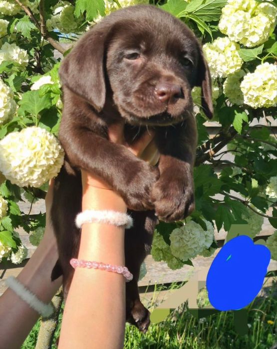 Шоколадные Щенки Лабрадора