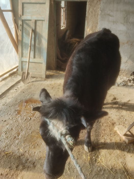 Гунажин сотилади