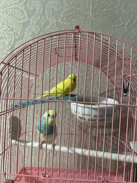 Продам попугаев с клеткой