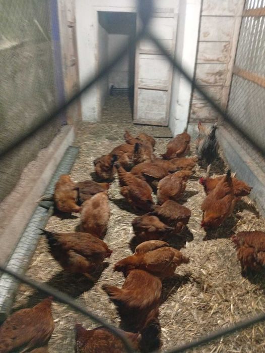 Vand 50 de pui de găină. Preț 15 ron bucata