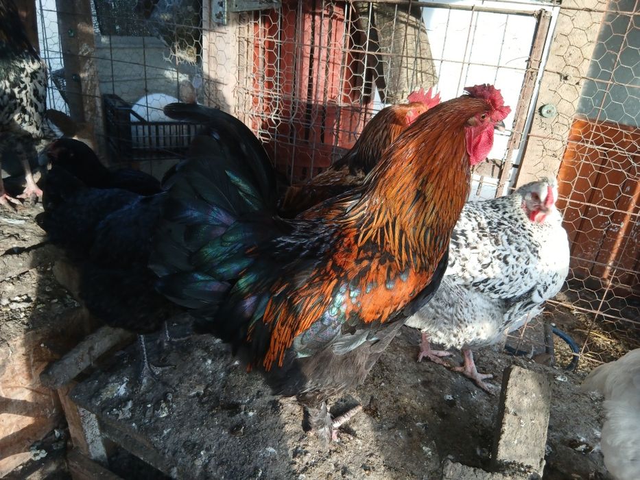 Vind rățoi lesesti si cocosi bio