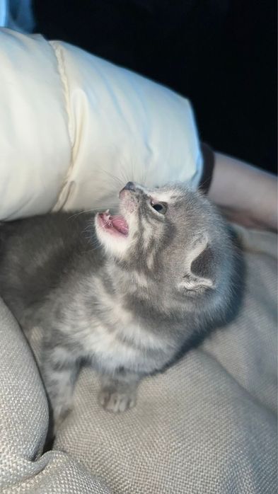 Милая кошка бесплатно