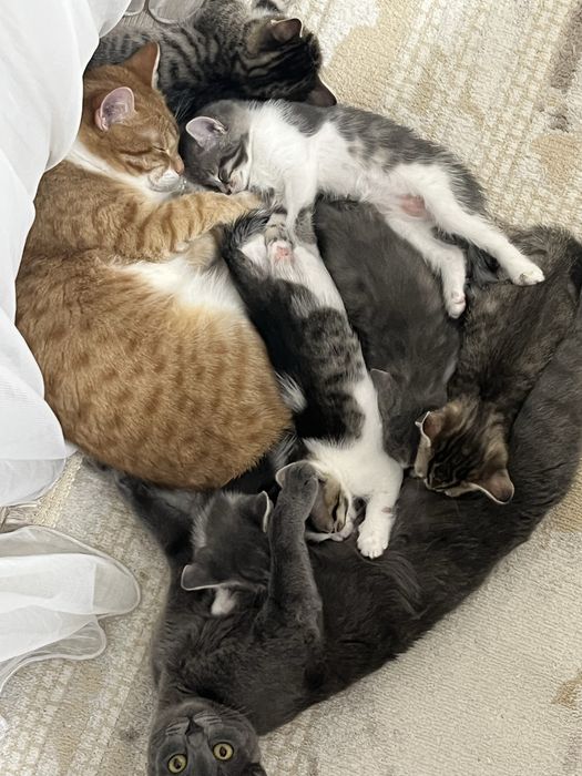 Отдам Котиков в добрые руки