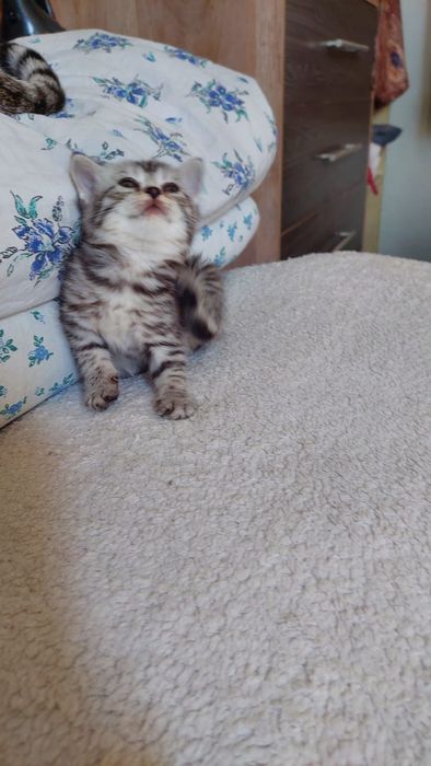 Котята. Г.Шымкент район Казбакалейторг