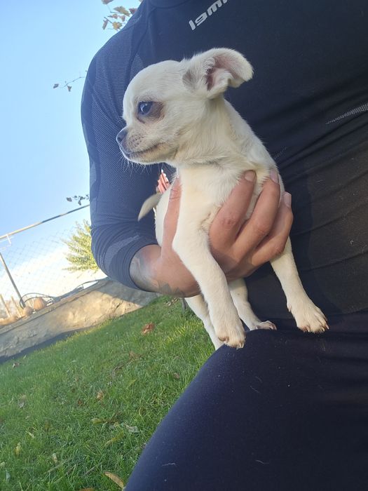 Чихуахуа момче и момиче