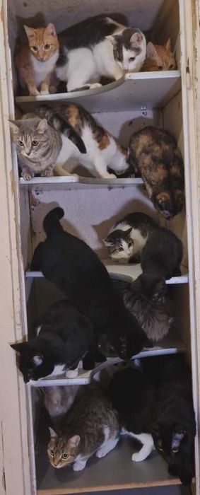кот кошка котенок