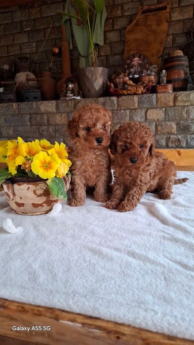 Той пуделчета Toy