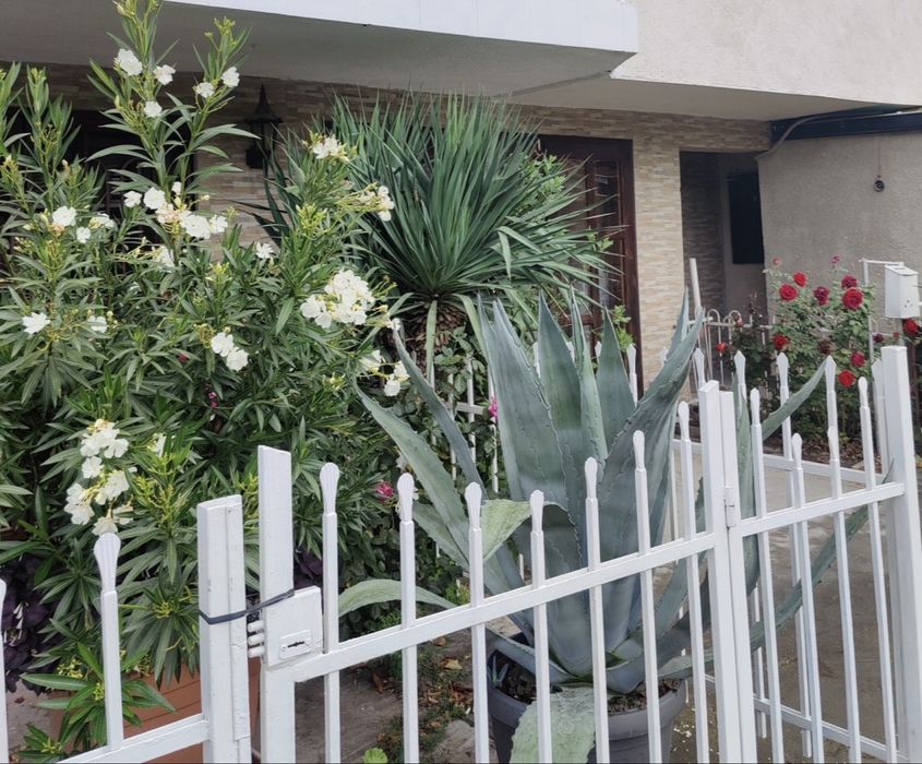 Продавам 4 броя олеандри