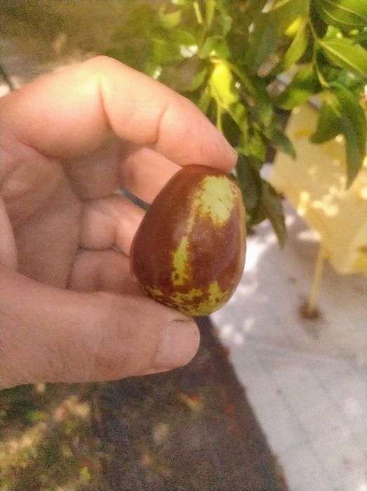 НАТУРАЛЕН сушен хинап