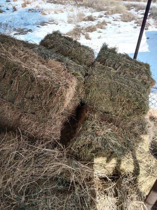 Продам тюки клевера.