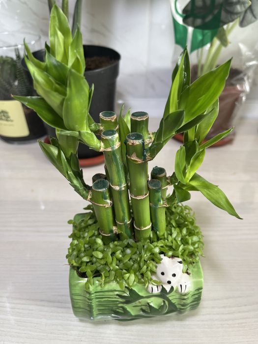 Комнатные растения