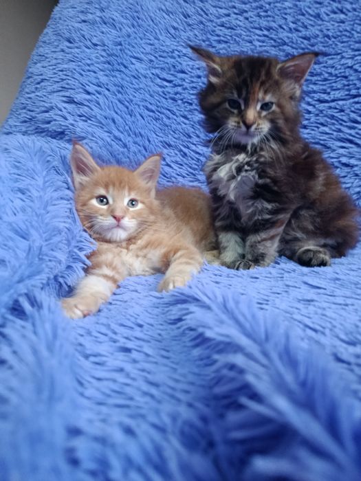 Мейн-куна котята