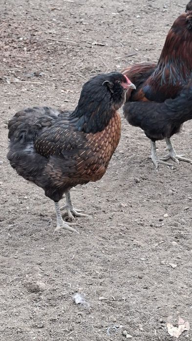 Oua pentru consum găini araucana