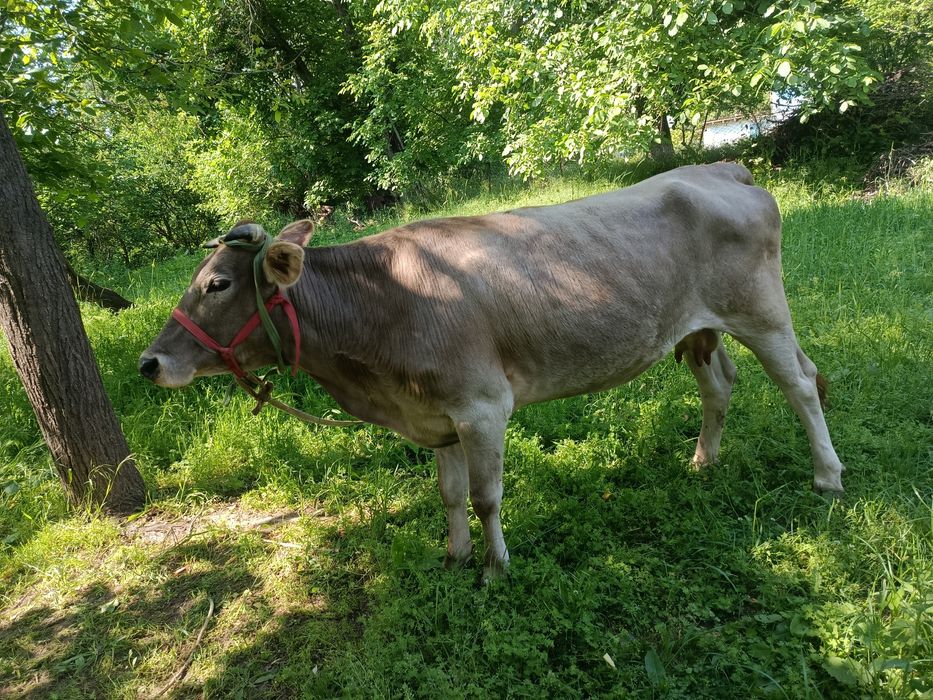 Shvet sigir sotiladi