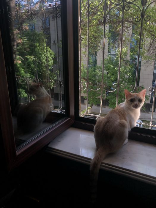 Отдам кота в добрые руки с отслеживанием судьбы