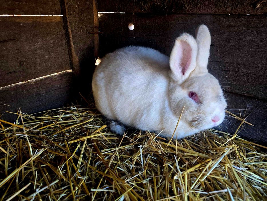 Neozeelandez 2 femele